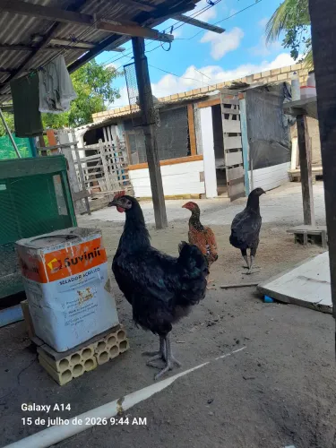 Vende-se frango gigante negro 
