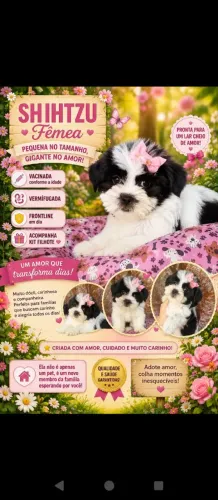 Linda filhote,companheira perfeita 
