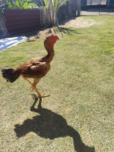 Índio gigante 