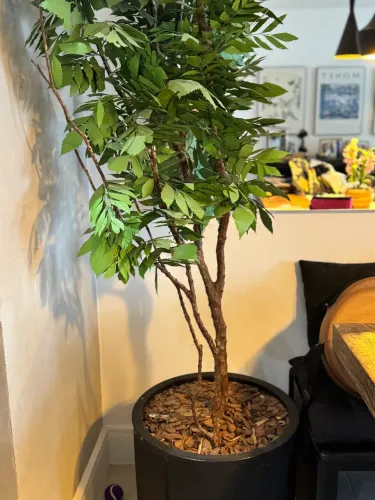 Planta desidratada Carvalho