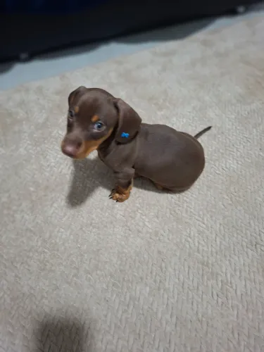 Dachshund chocotan
