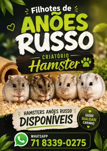 HAMSTER ANÃO RUSSO 