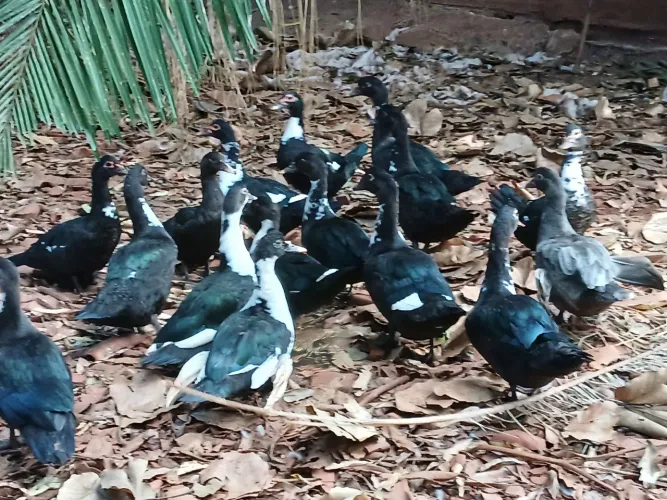 Patos a venda!!Sao novos .