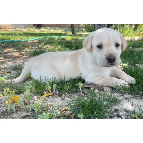 Labrador | Lindos Filhotes á pronta entrega