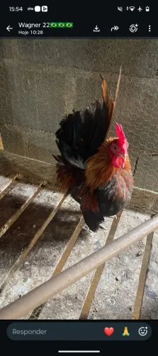 Garnize Raça Cerama