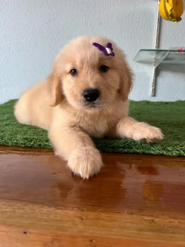 Golden Retriever machinho e femea de pronta entrega