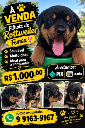 Linda filhote de Rottweiler