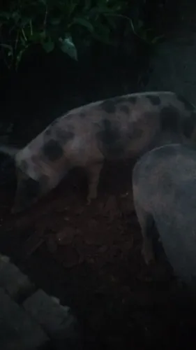 Casal porco piau nacional gigante porca prenha