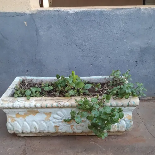 Vaso de plantas
