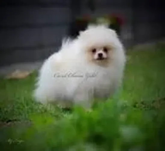 spitz muito expressivo.