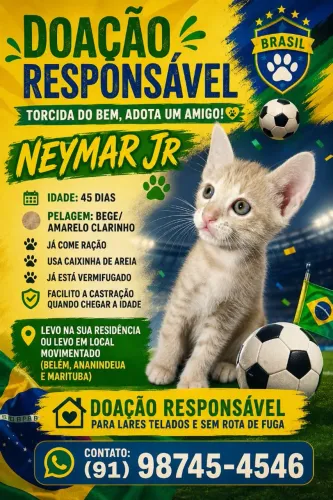 Doa-se Filhotes de Gato