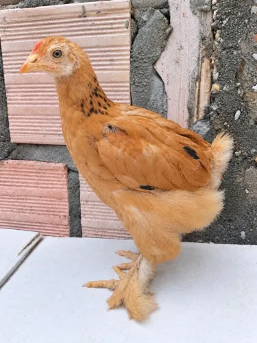 Pintinho Brahma Lemon