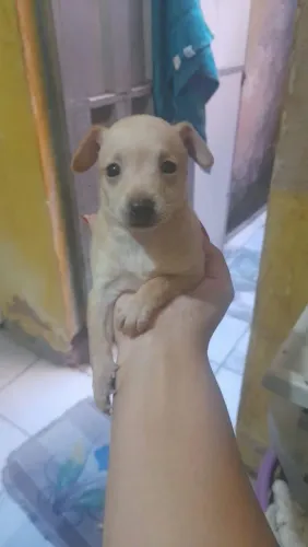 Pinscher fêmea n1