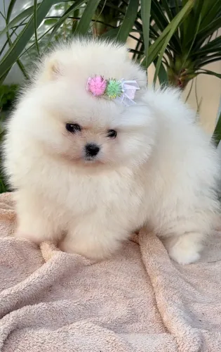 Spitz alemão