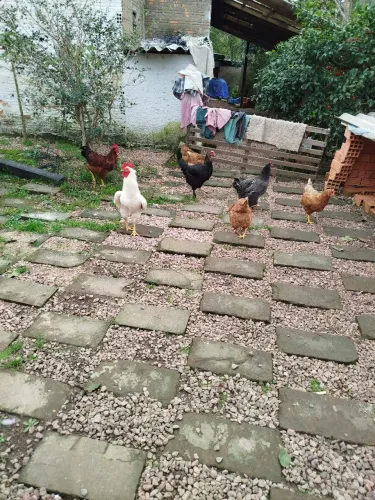 Lote galinhas