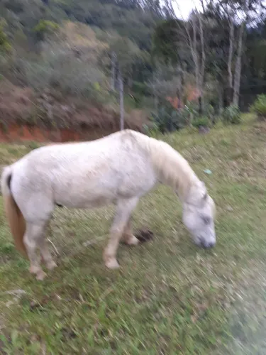 Vendo cavalo com montaria