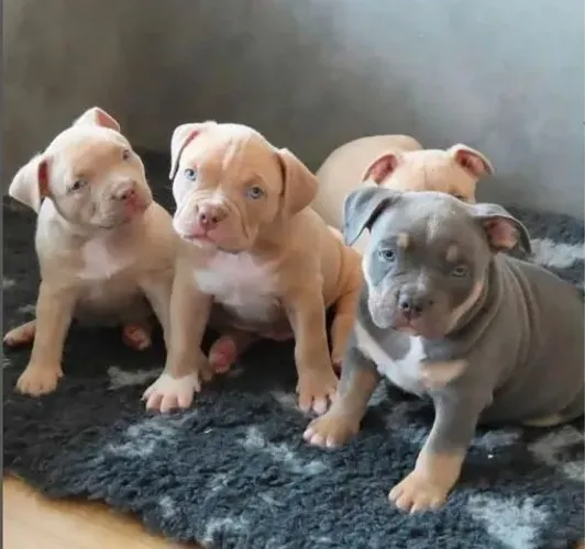 Pitbull fofos sua felicidade balança o rabo quando vc chamar