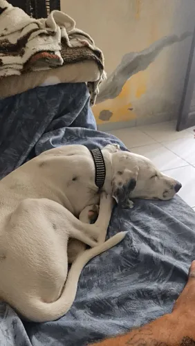 Doação Dálmata