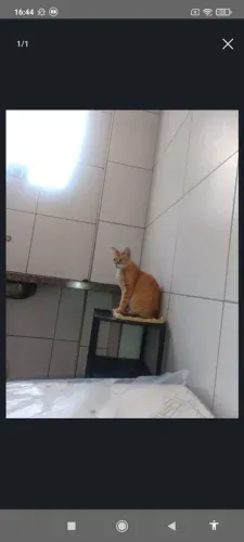 Doação Gata Fêmea Castrada e Vacinada 