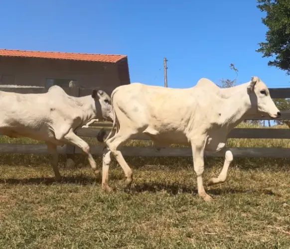 garrotes gado nelore anelorado neropolis 3600