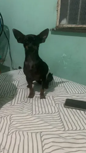 Vendo cachorro pinscher
