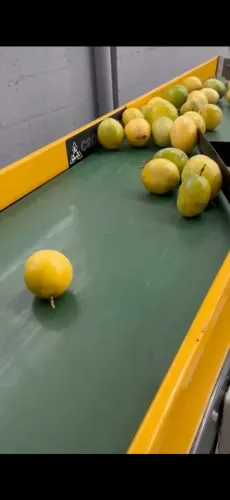 Máquina Classificadora de Frutas CronosPro - 15t/dia - 6 Bicas - Nova