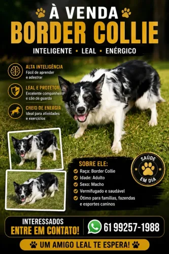Cachorro 