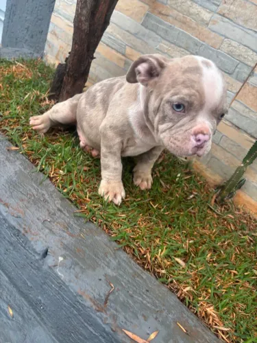 Filhote de American bully