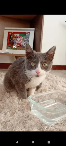 Gata filhote