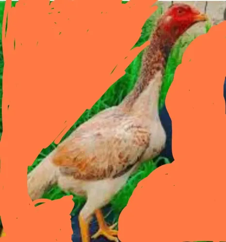 Vendo galinha raça Mura