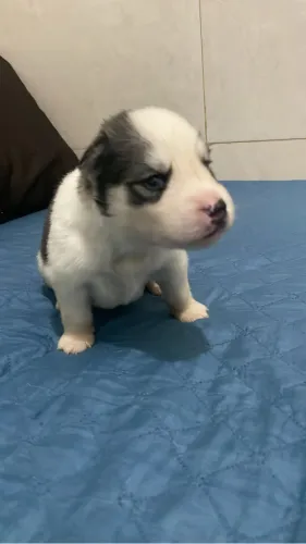 Vendo filhote de husky siberiano macho