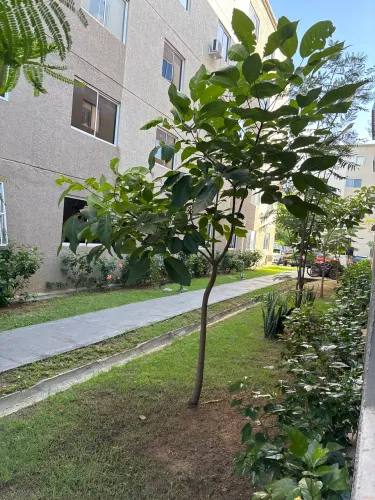 ALUGA-SE APARTAMENTO - CONDOMÍNIO SOLAR DAS ÁGUAS - CAJAZEIRAS ?