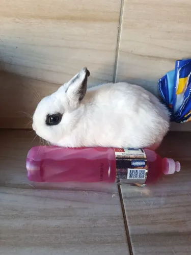 Coelhos anão Netherland dwarf