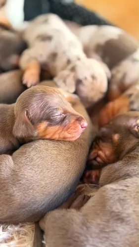 FILHOTES DE SALSICHINHAS 