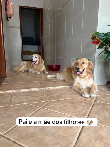 Vendo filhotes de Golden