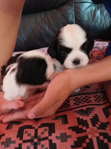 Shih Tzu