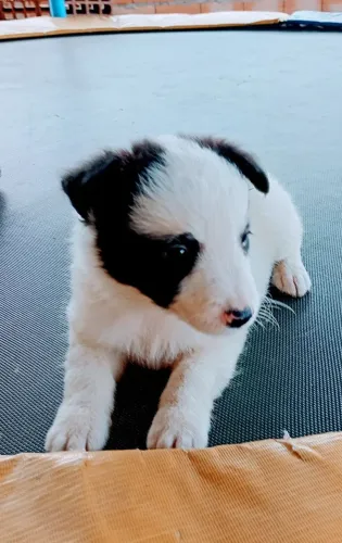 Venda filhotes de border collie 
