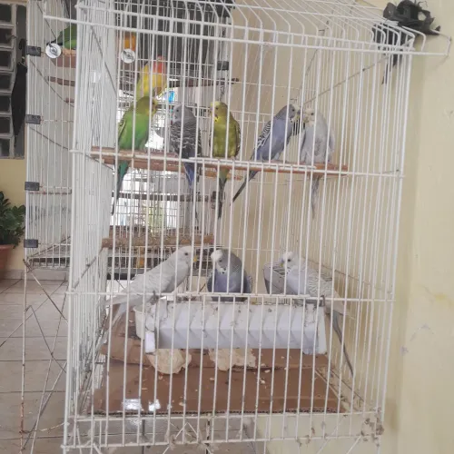 Tomos albino e raros e muito mais.