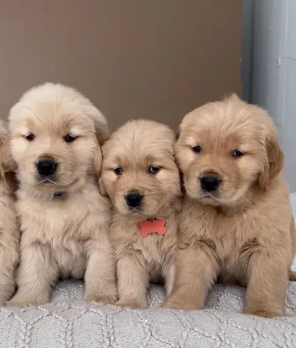 Golden Retriever - Esse Cachorrinho Tem O Poder De Transformar Dias 