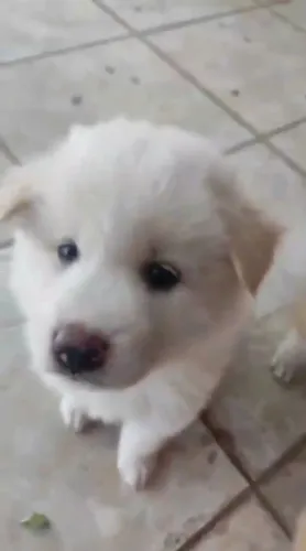 AKITA