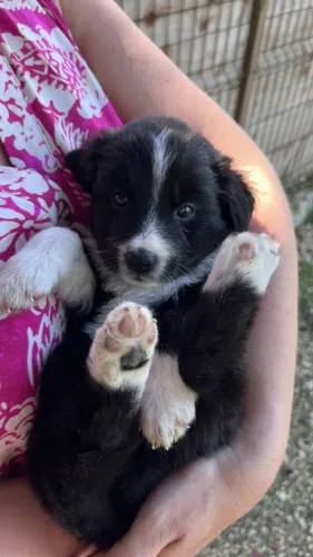 Lindos Border collie os mais inteligentes