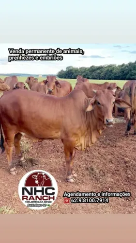Venda permanente de animais Sindi PO