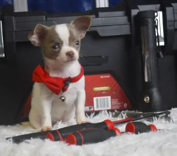 Chihuahua com Suporte Veterinário - Manual incluso