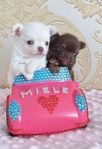 Filhotes de Chihuahua Branco - Super Pequenos e Companheiros