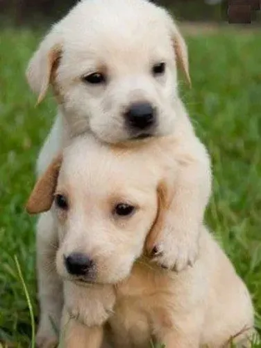 Labrador amarelos, pretos e chocolates