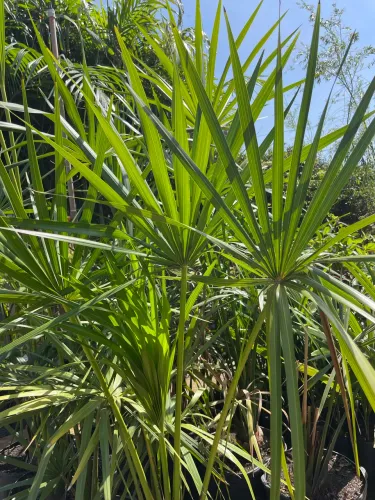 Muda de Buriti 