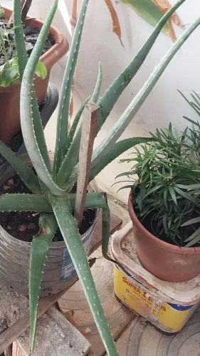 Aloe Vera - Muda de Planta
