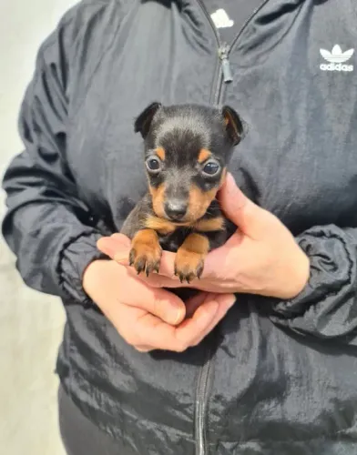 Pinscher miniatura fêmea - Filhotes em loja pré adestrados ao jornal e vacinados