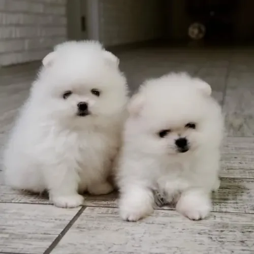 Filhotes de Spitz Alemão | O amigo que não solta sua mão.