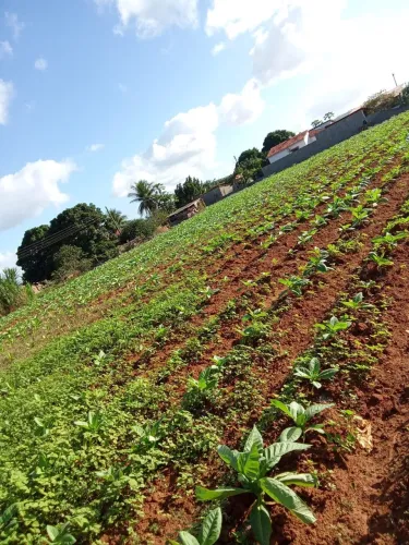 Terreno no sítio oitizeiro a 6km de Arapiraca